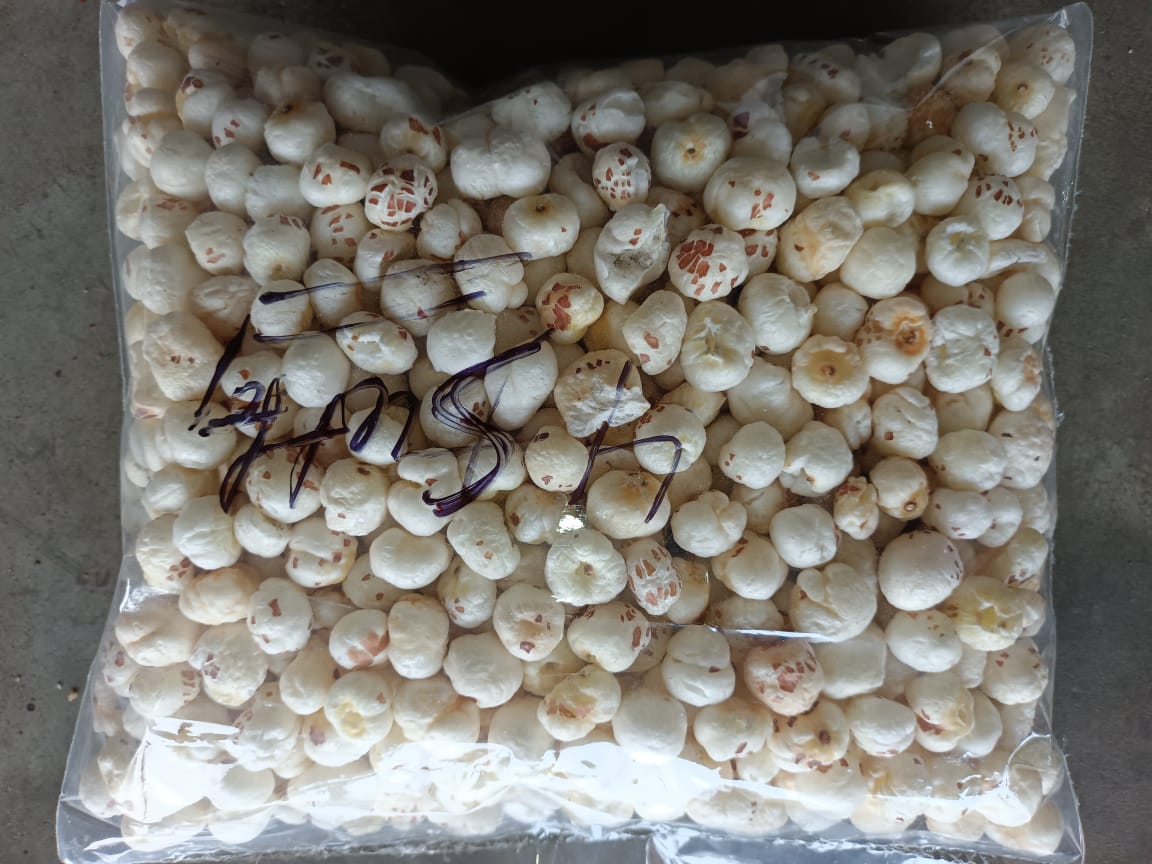 Raw Fox Nut ( 4 Sutta Hand Picked 12mm)