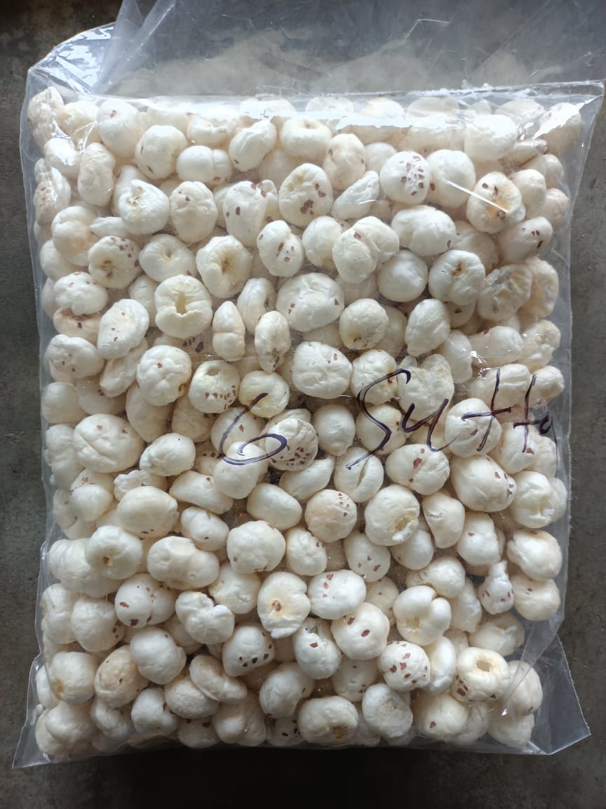 Raw Fox Nut ( 6 Sutta Hand Picked 18mm)